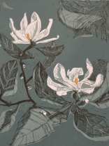 Magnolia biala I, internet.jpg